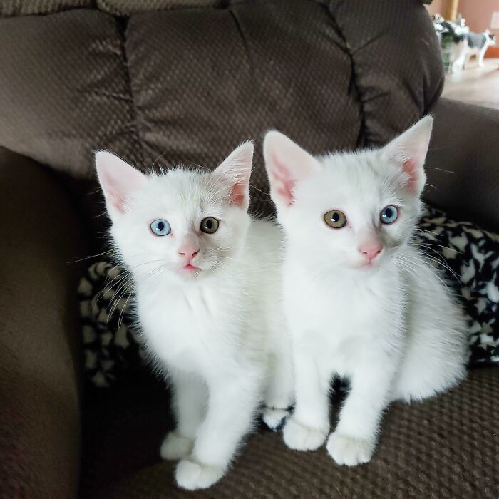 El doble de problemas