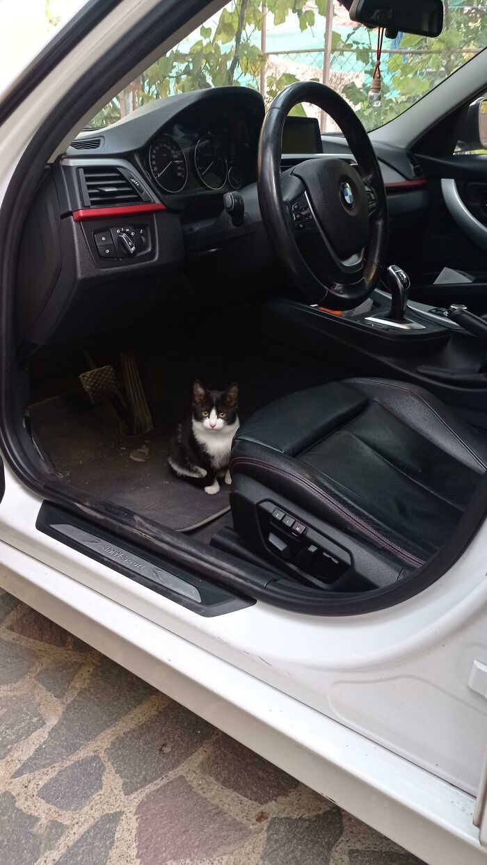 You Damn Right I'm Illegal, I Steal Your Car