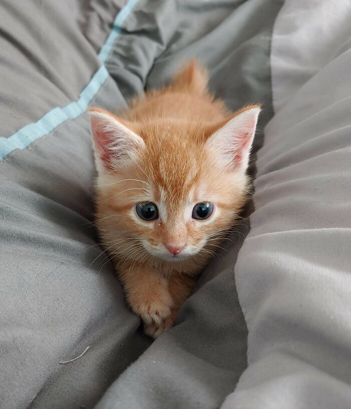Smol Penny Is Feeling Particularly Frisky This Morning. Plotting To Illegally Murder The Bedspread! 