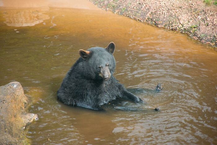 I’ve Come To Believe This Is How A 40 Year Old Man Sits In The Bathtub, Defeated, And Hoping He Can Get A Few Peaceful Minutes Away From His Children