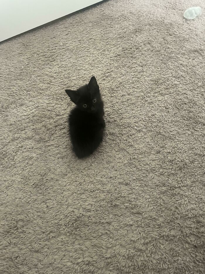 Tiny black kitten sitting on beige carpet, showcasing one of the most adorable illegally smol kittens celebrated online.