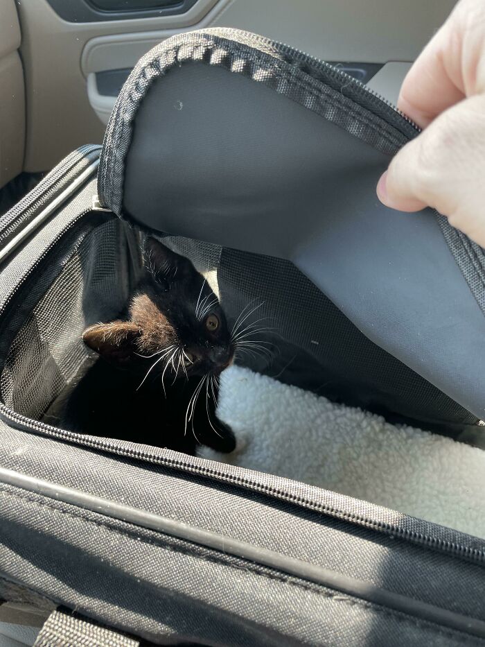 I Took Loki To The Vet Today, He Weighed 1.5 Lbs And Was Too Young For His Vaccinations