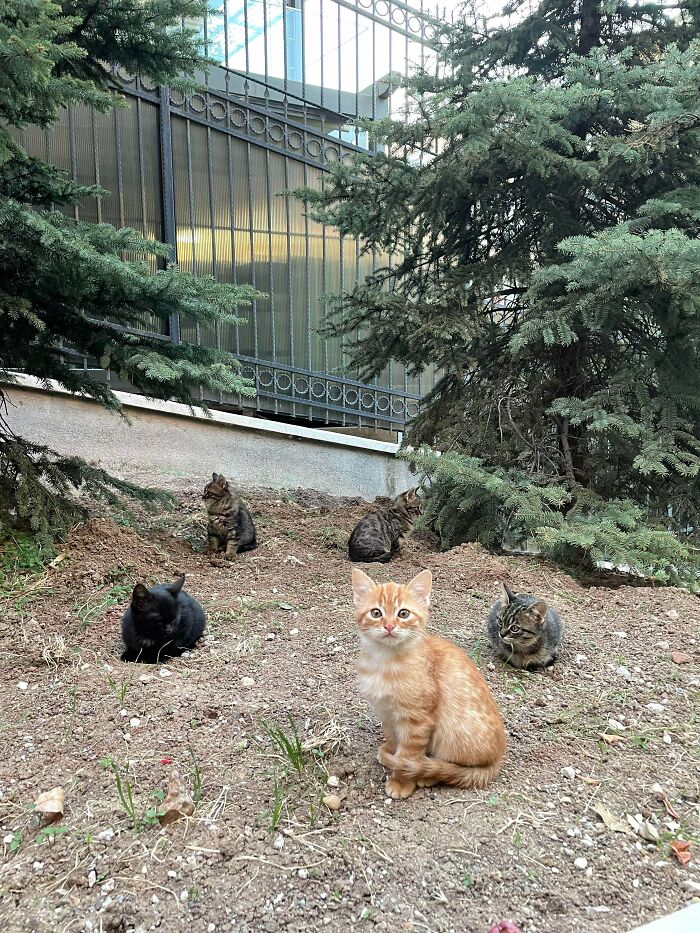 Hoy, encontré una banda de criminales absurdamente adorables