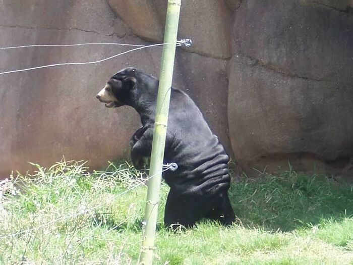 He Prefers To Walk On His Own Two Feet