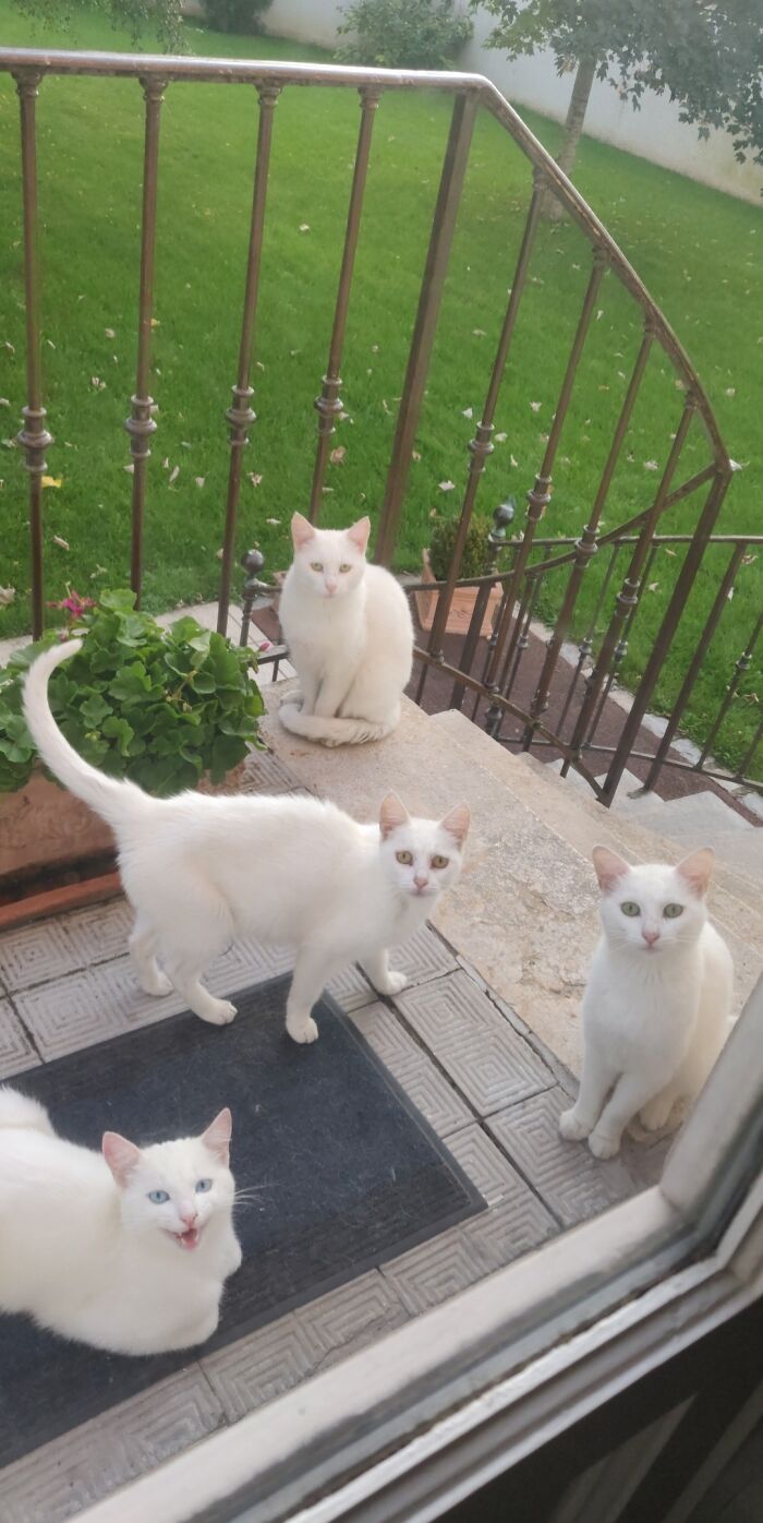 I Started Feeding A Street Cat Last Year, The News Is Going Fast In The Neighborhood