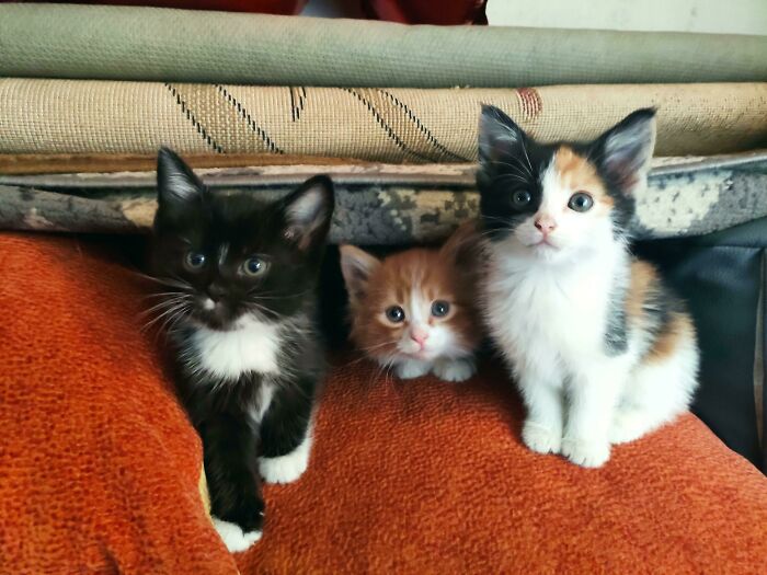 Are They Smol Enough?