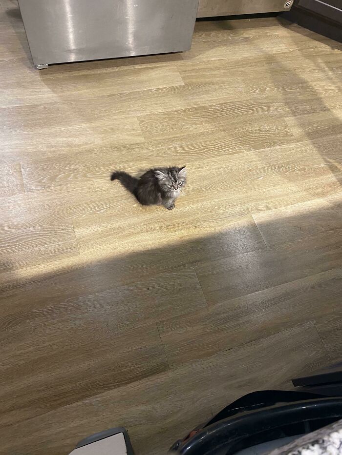 Mi nuevo compañero de piso no hace los quehaceres ni cocina: solo es un pequeño criminal