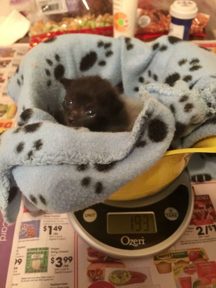 Tiny kitten wrapped in a blanket on a digital scale, showcasing one of the most adorable illegally smol kittens.