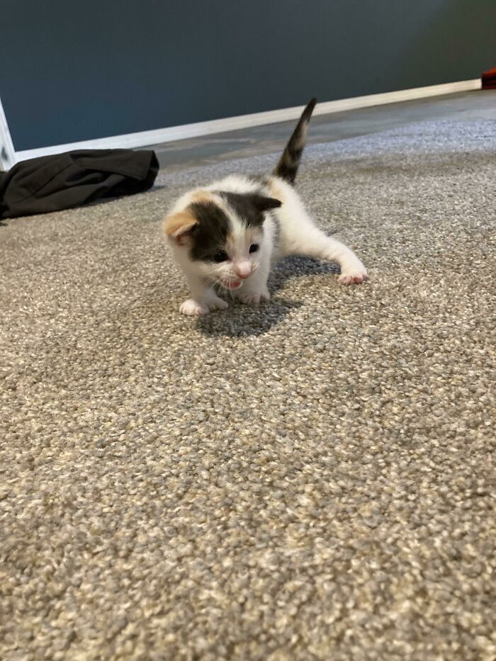 Soy pequeño, pero rudo