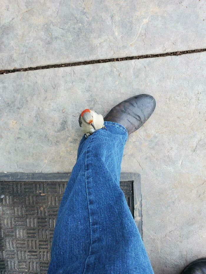 My Grandfather Had A Red-Headed Woodpecker Land On His Leg