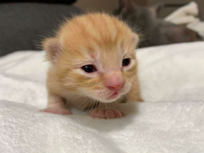 Mango Opened Her Eyes Today