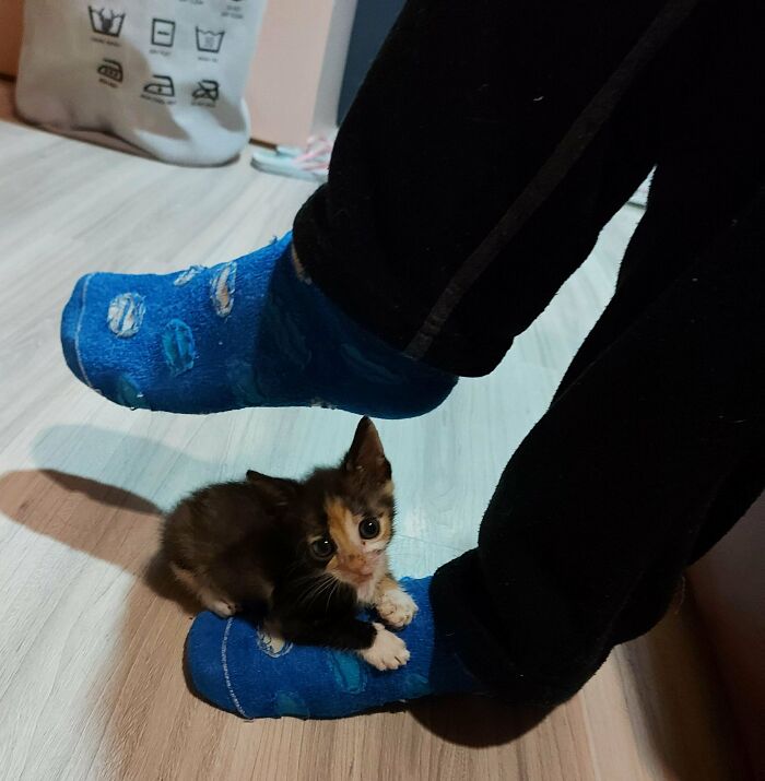 Ever Heard Of A Lap Girl? I Raise You My Foot Girl!