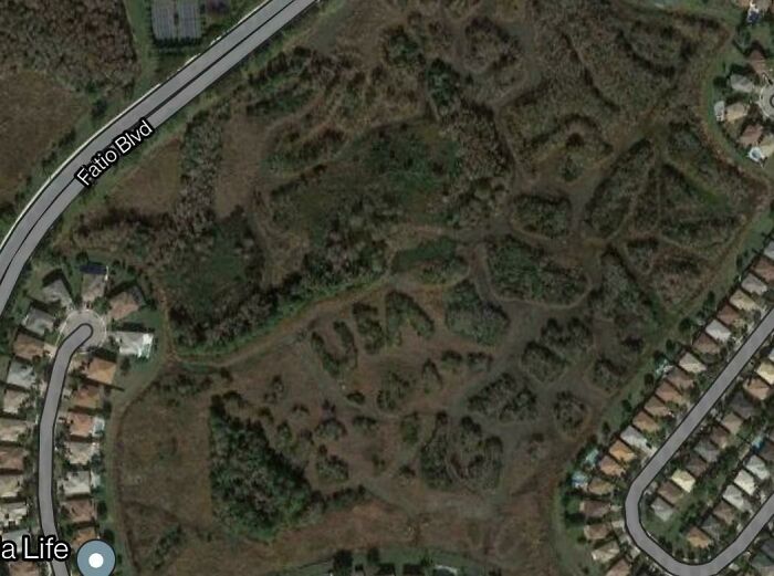 USA Is Spelled With Trees In My Backyard Swamp (Fl)