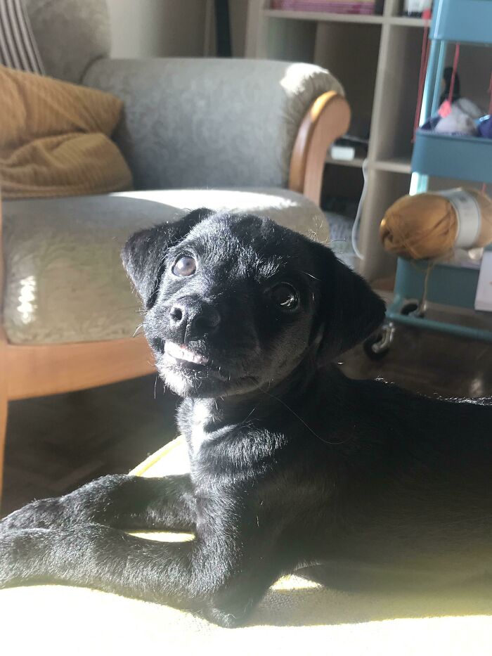 Big Smiles From My Derpy Pup