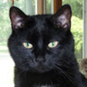 dale-harrietrogovich avatar