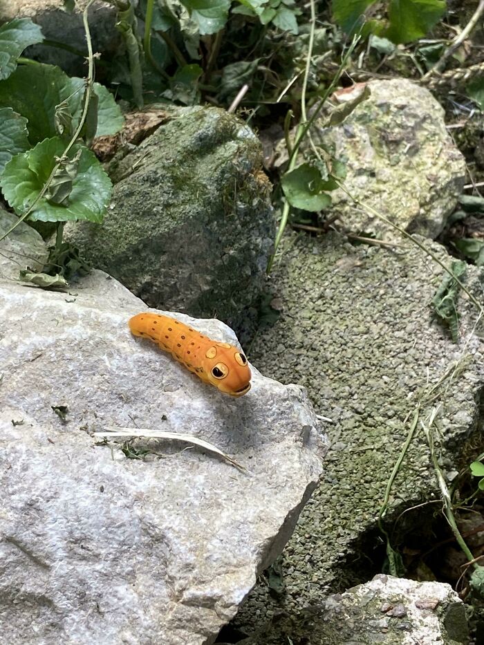 This Caterpillar I Found