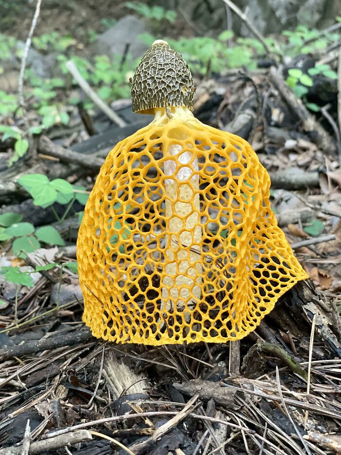 Found This 'Veiled Lady' Mushroom On A Hike This Morning Near Seoul, South Korea