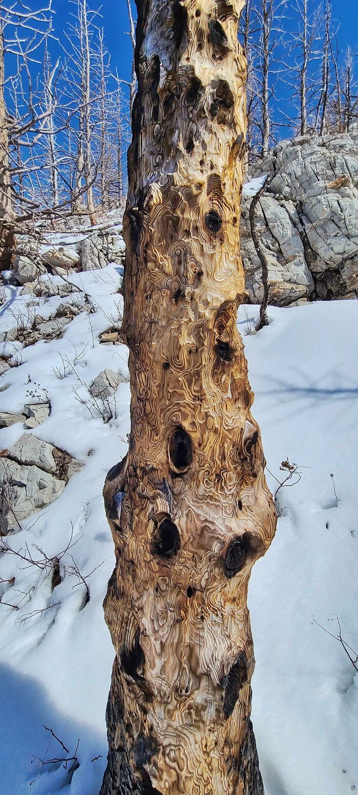 A Wildfire Ripped Through Waterton Lakes National Park In 2017. Found This Burn Pattern On A Tree There Last Month
