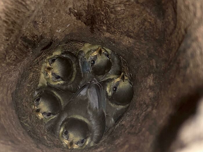 I Found A Bird’s Nest In A Tree Trunk While Taking A Walk