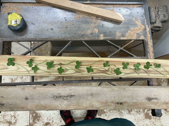 Looked Through A Patch Of Clovers Before Mowing The Lawn, I Found 16 Four-Leaf Clovers