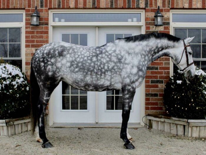 Horse with unique marks