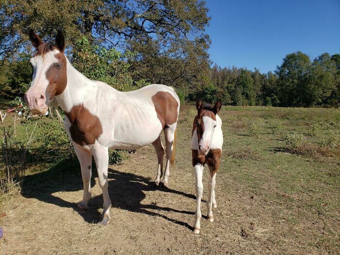 The Apple Doesnt Fall Far From The Tree