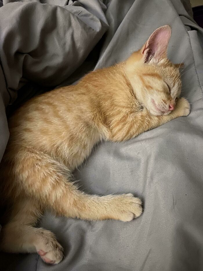 Hago trampas para rescatar gatos y a veces simplemente no puedes decir que no