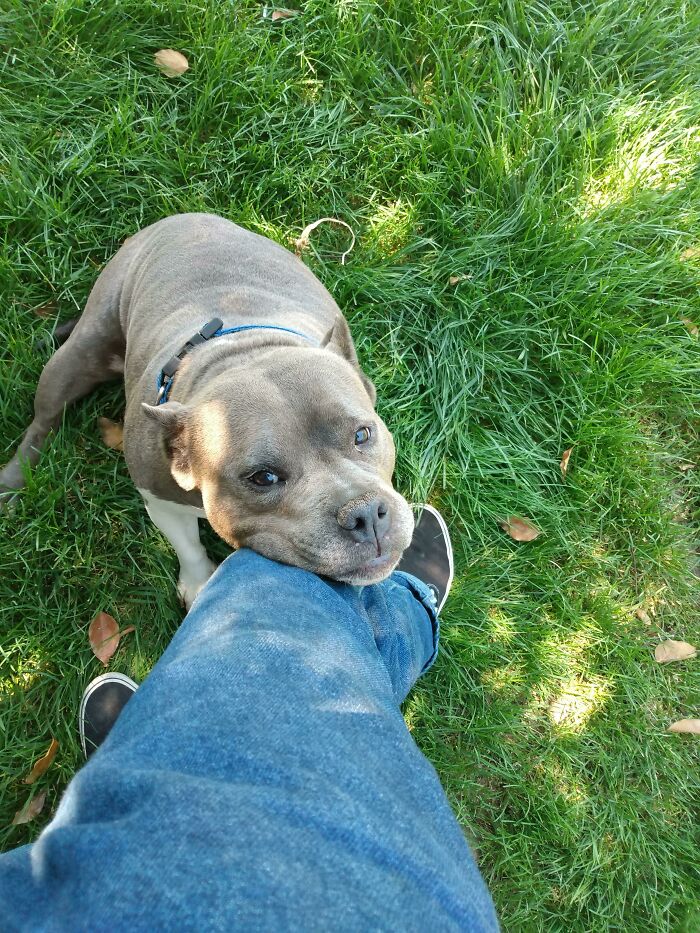 Here's My Rescue Dog Named Princess, It May Be Hard To Tell, But Her Ears Are Cut Off