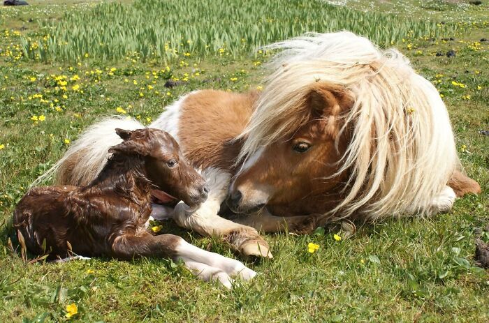 Sunset y su potro Bonnie