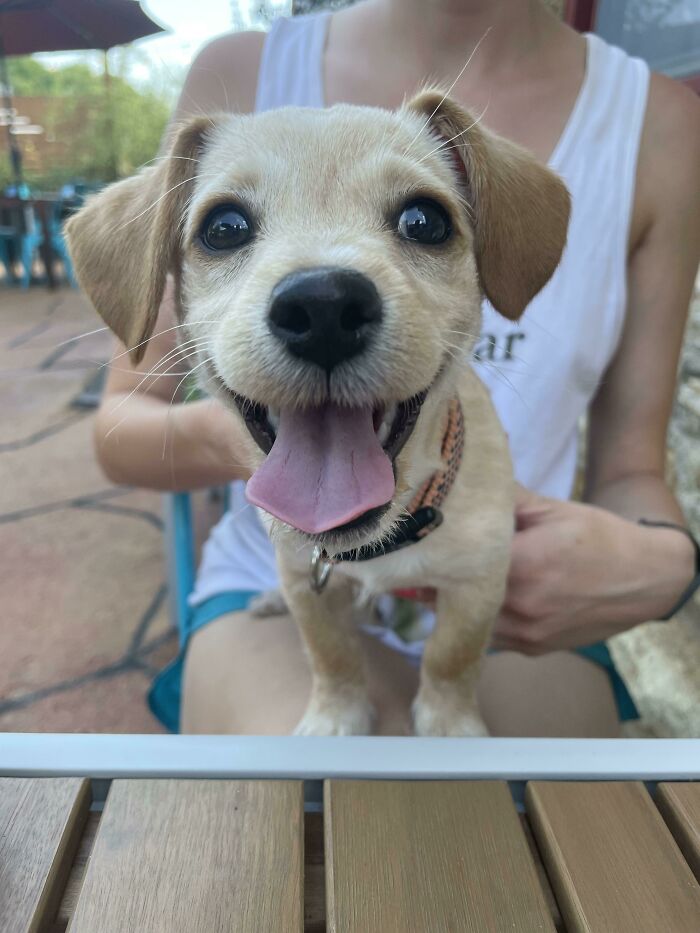 Siempre me han llamado una 'persona de gatos' con tres en la familia en este momento, pero recientemente decidí adoptar un cachorro de perro y creo que está bastante feliz. ¡Os presento a Disco!