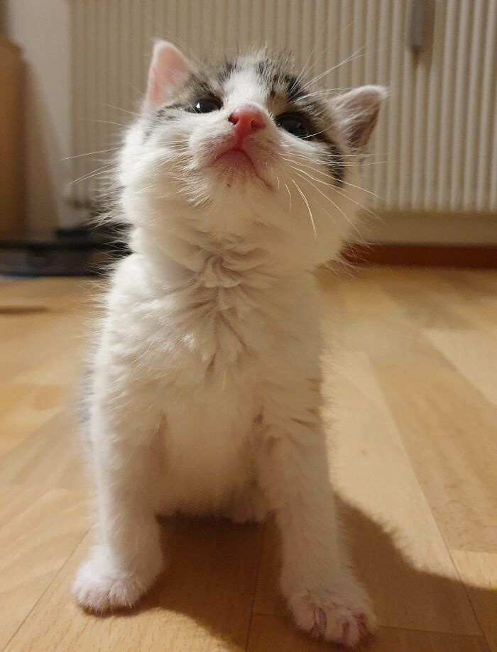  Acabo de adoptar a esta orgullosa niña pero no se me ocurre un nombre