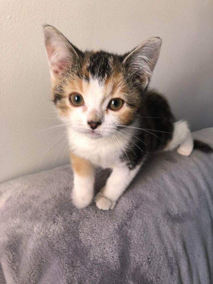 No pensaba adoptar un gatito, pero me ha robado el corazón. Conoced a Frida. Su juguete favorito es un trozo de cebolla y se tira pedos cuando duerme. Huele un poco a queso