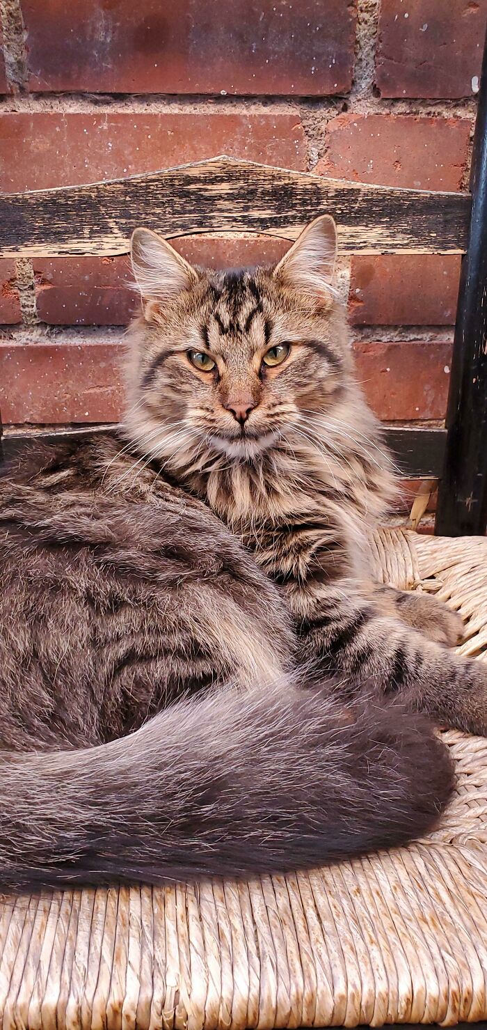 Encontré esta hermosa gata hoy en el trabajo. Puse anuncios de animales perdidos pero espero que nadie la reclame... Porque quiero adoptarla