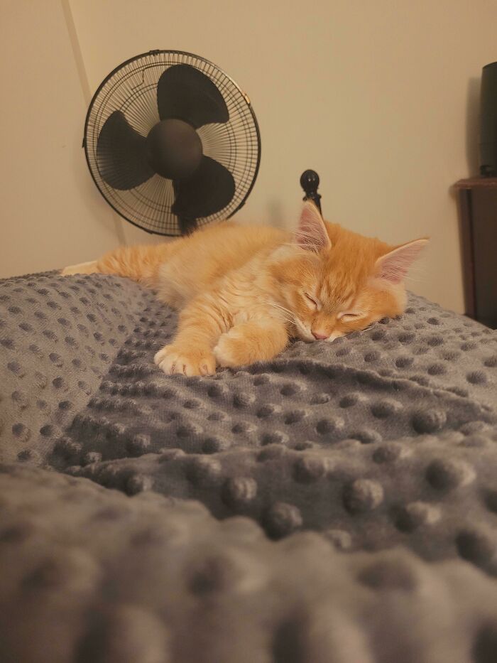 My New Kitten That I Adopted Today. He Fell Asleep Kneading And Purring. My Heart Is Going To Explode. I Love Him So Much 