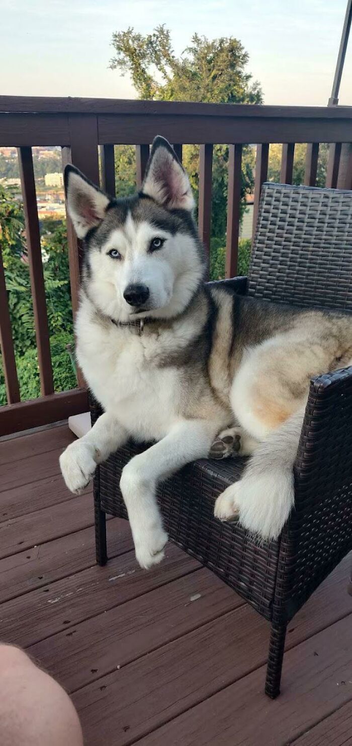 ¡Adoptad a perros mayores! Tenemos este caballero de 9 años desde el sábado y es maravilloso