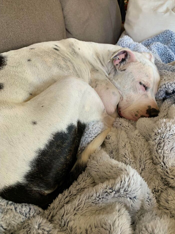 Just Adopted This 11 Y/O Good Boi