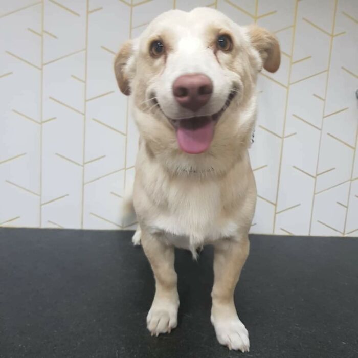 Feliz de ser adoptado