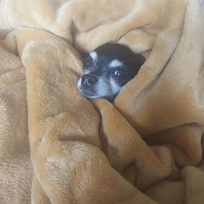 Ahora es 'oficialmente' mía. Mi dama de doce años recién adoptada