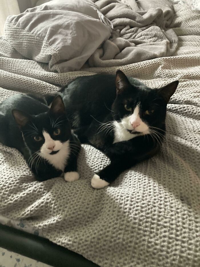 Acabamos de adoptar esta pequeña copia de nuestra Gamora