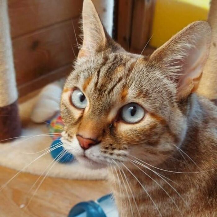 Acabo de adoptar a esta preciosa niña. Que el Mundo conozca a Sooki