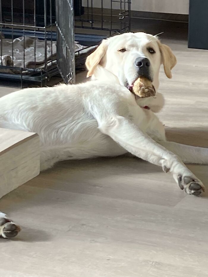 Le adoptamos hace 3 días. La fuerza de la tontería es fuerte en él