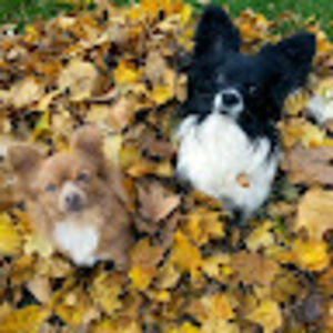 sharondeuschle avatar