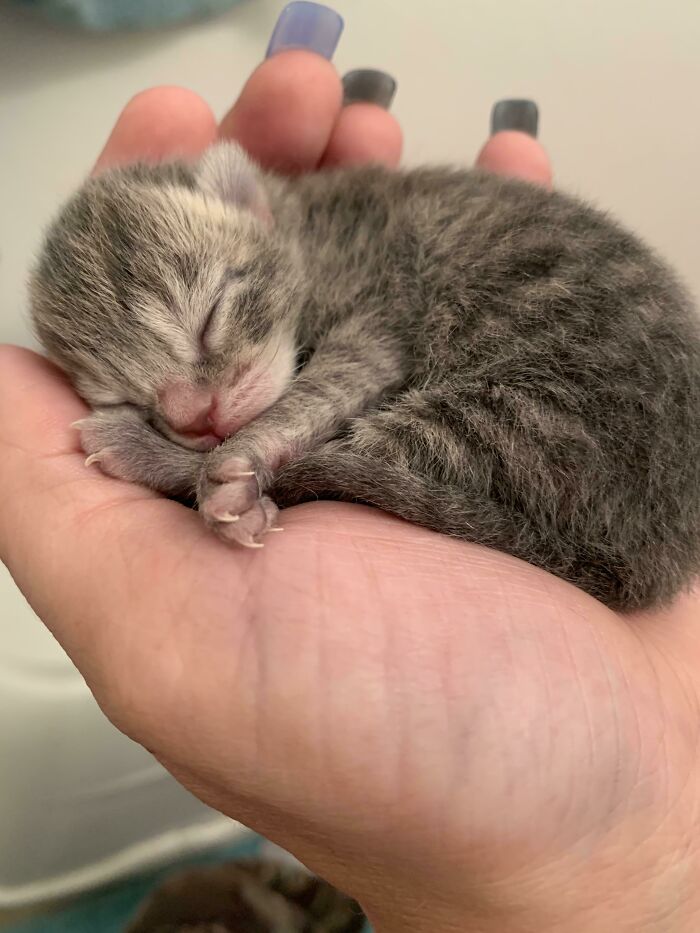 Estas manoplas asesinas solo tienen dos días de edad