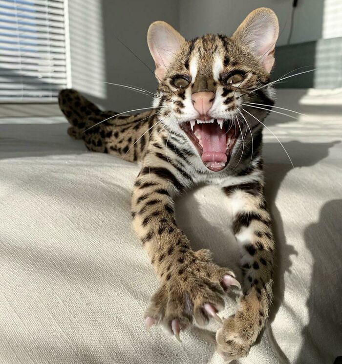 Combo de manoplas asesinas y colmillos dobles