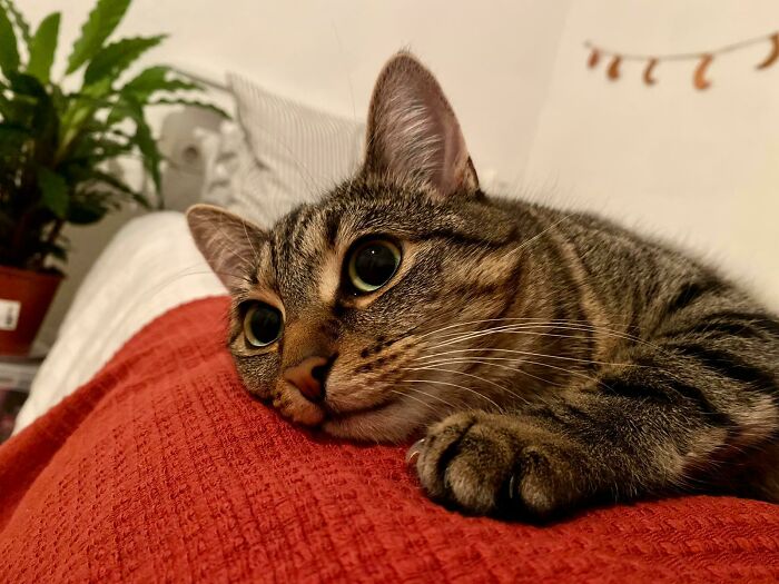 They're So Subtle... Yet So Menacing. This Is My Friend's Cat 