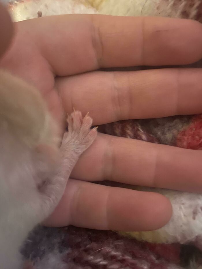 The Tiniest Of Murder Mitts