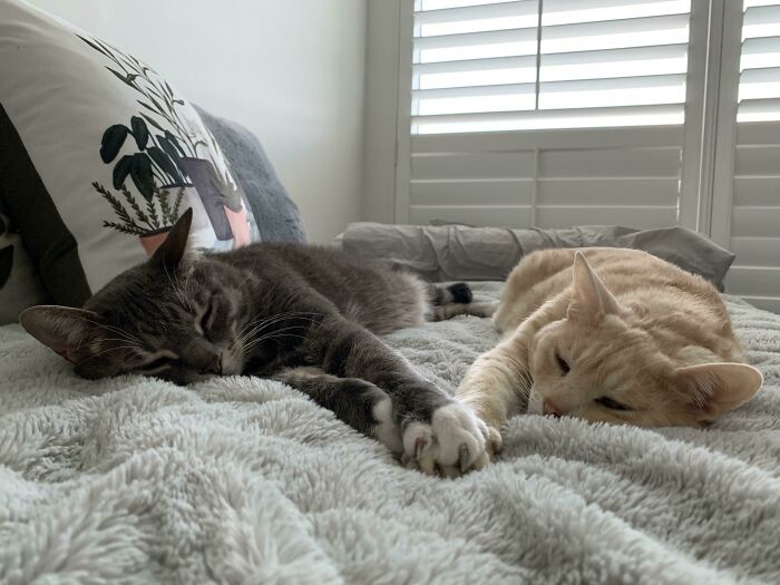 Tomándose de las patas, pero sin olvidarse de sus garras