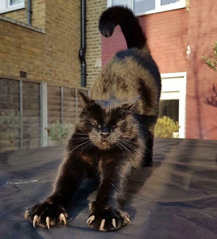 El señor Bob presume de su armamento al estirarse 