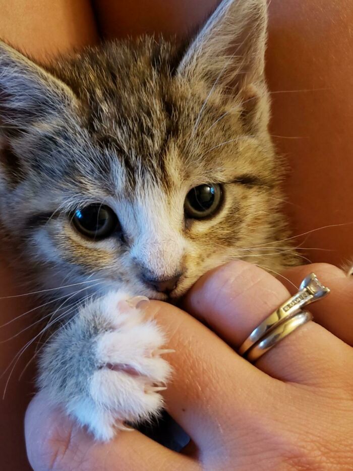 Manoplas asesinas de bebé 