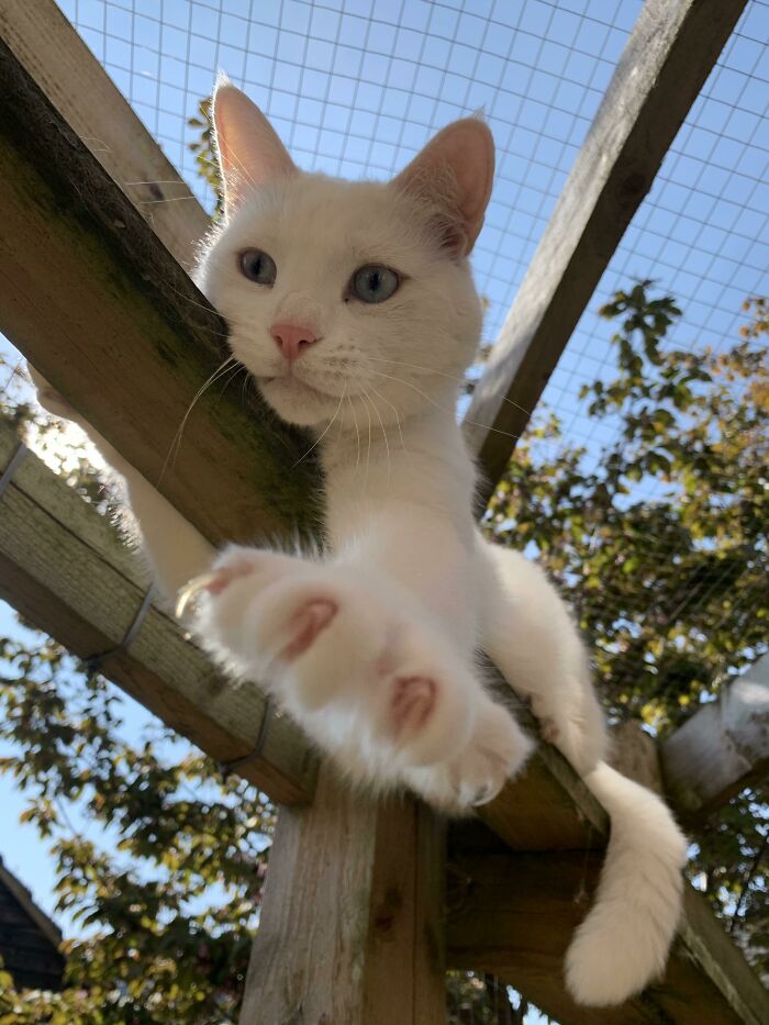 Murder Mittens From Above